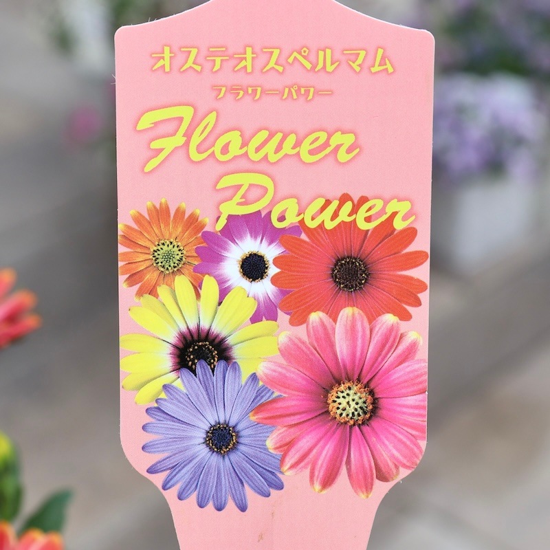 超良株♪ オステオスペルマム・フラワーパワー「オレンジサンセット