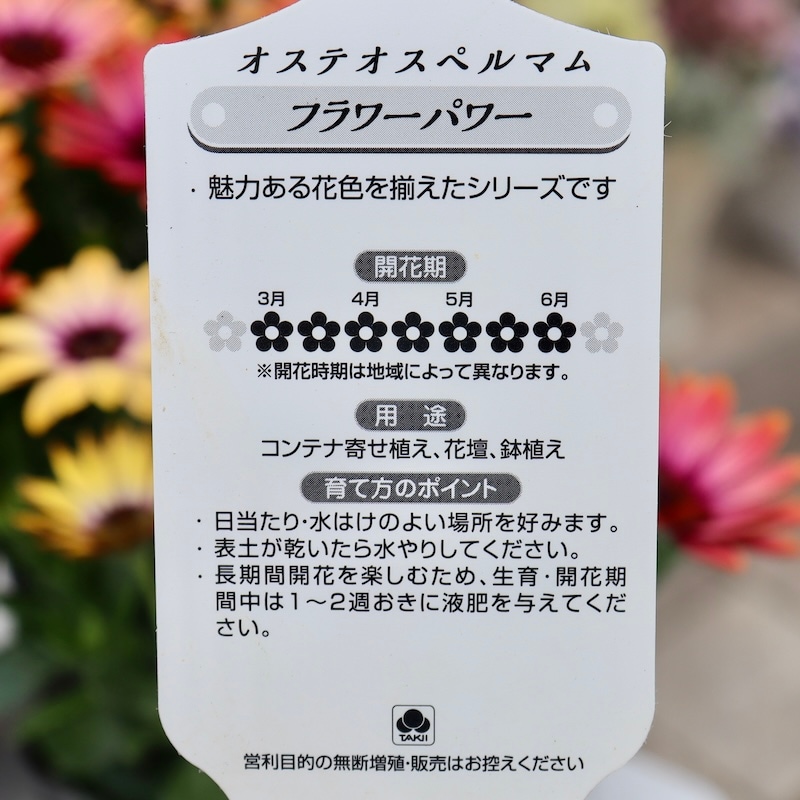 超良株♪ オステオスペルマム・フラワーパワー「オレンジサンセット