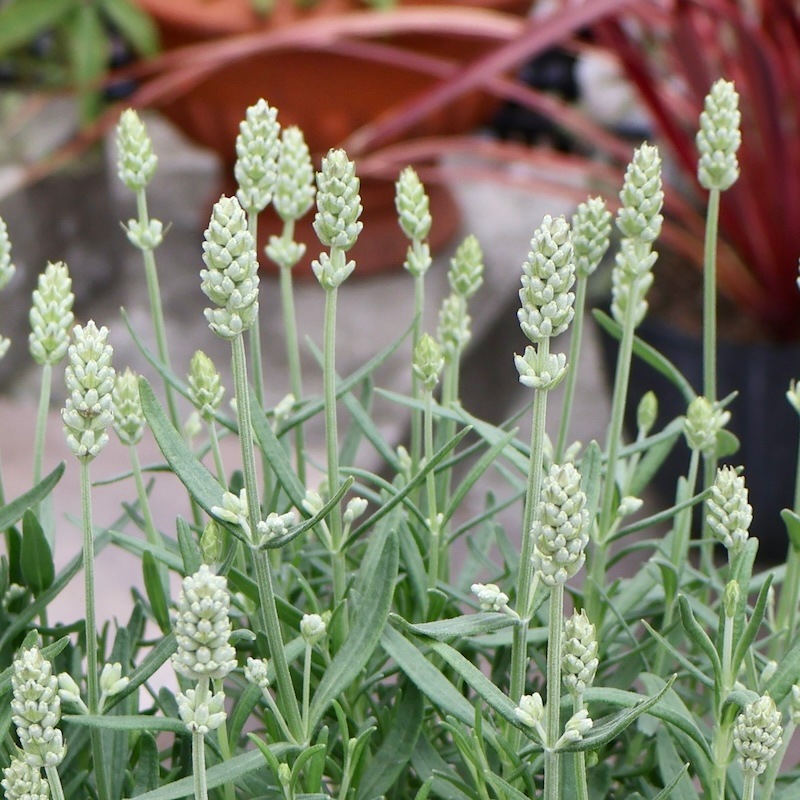 16_000000009190.jpg?1746019158