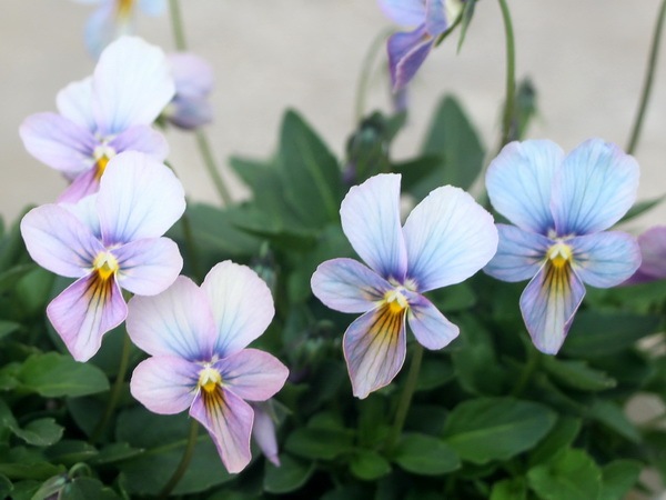 1_000000000191.jpg?1678209904