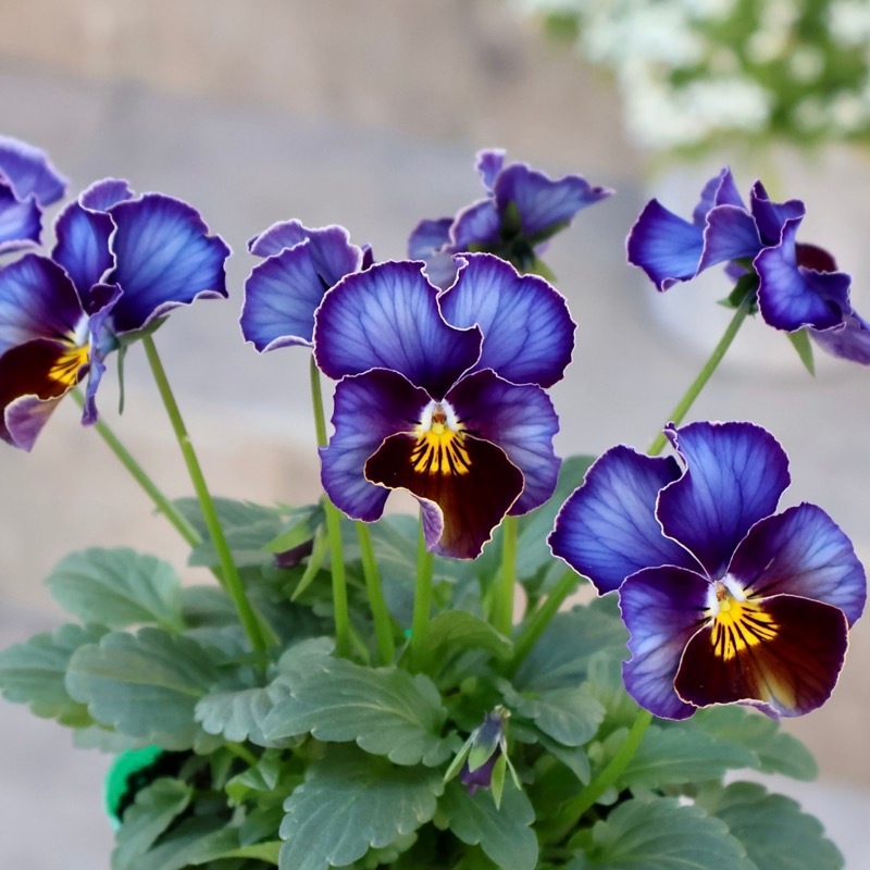 画像の現品1点限り☆ビオラ・ヨコハマセレクション「フレアブルー」14番