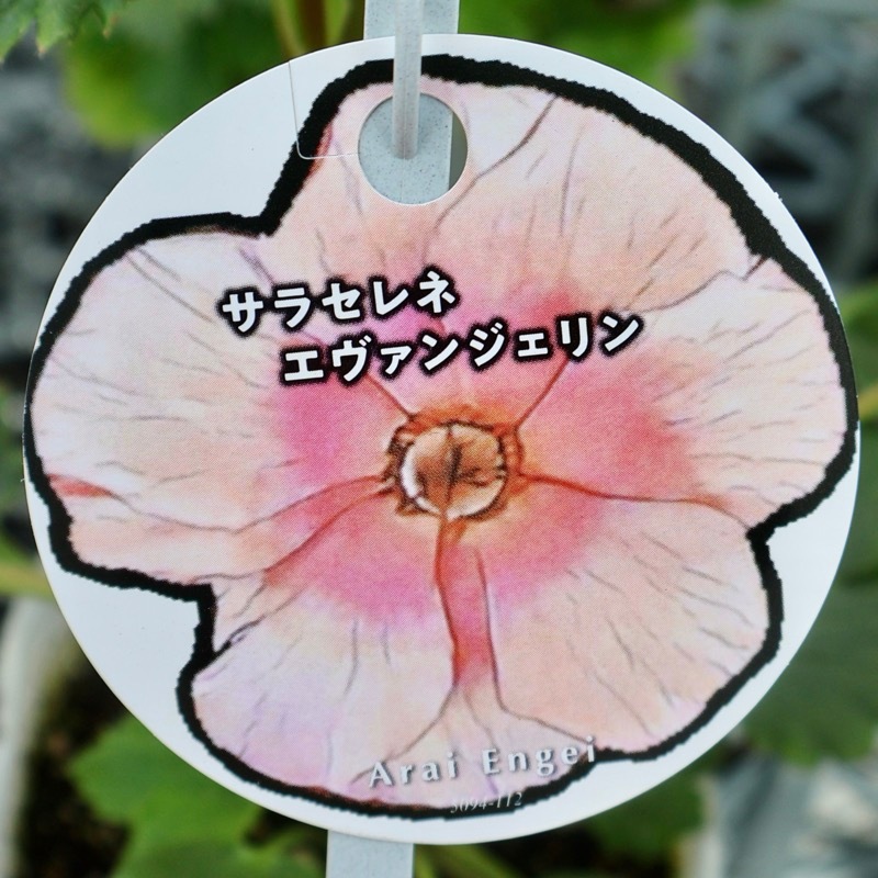 画像の現品1点限り》ラナンキュラス・ランドセル「サラセレネ