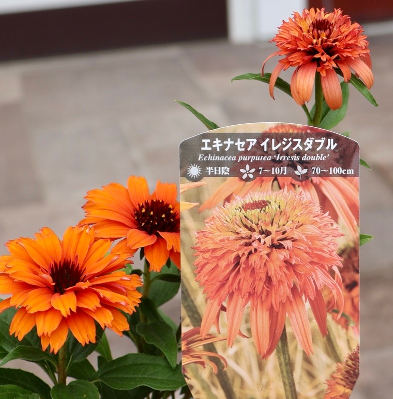 画像の現品1点限り》希少品種☆剛健な多年草♪エキナセア