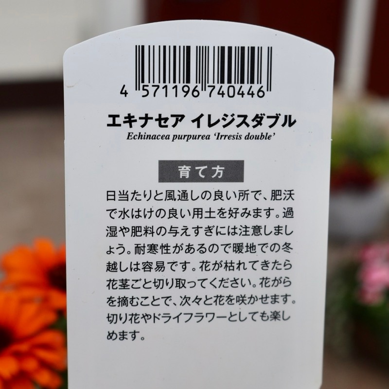 画像の現品1点限り》希少品種☆剛健な多年草♪エキナセア