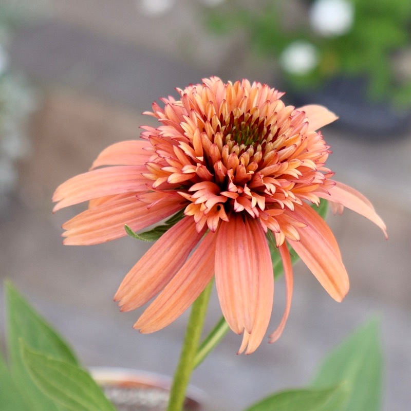確認用  花苗 9_000000011491.jpg?1787560234