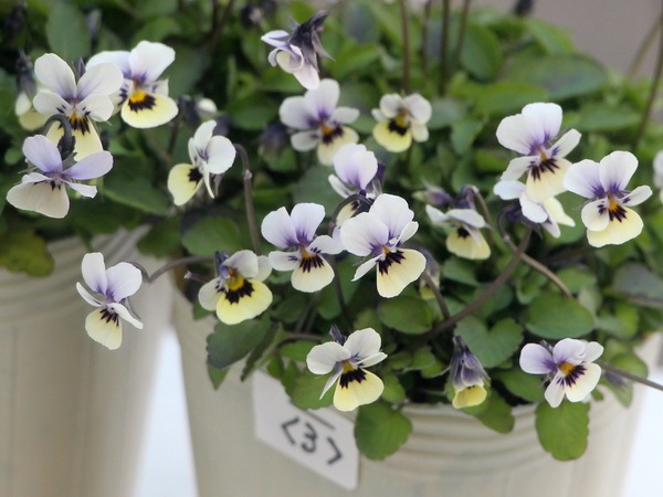 DA　小輪ビオラ VEGIHANA FARMさん】 小輪ビオラ 『ビオレッタ・しずく D』 3.5寸POT