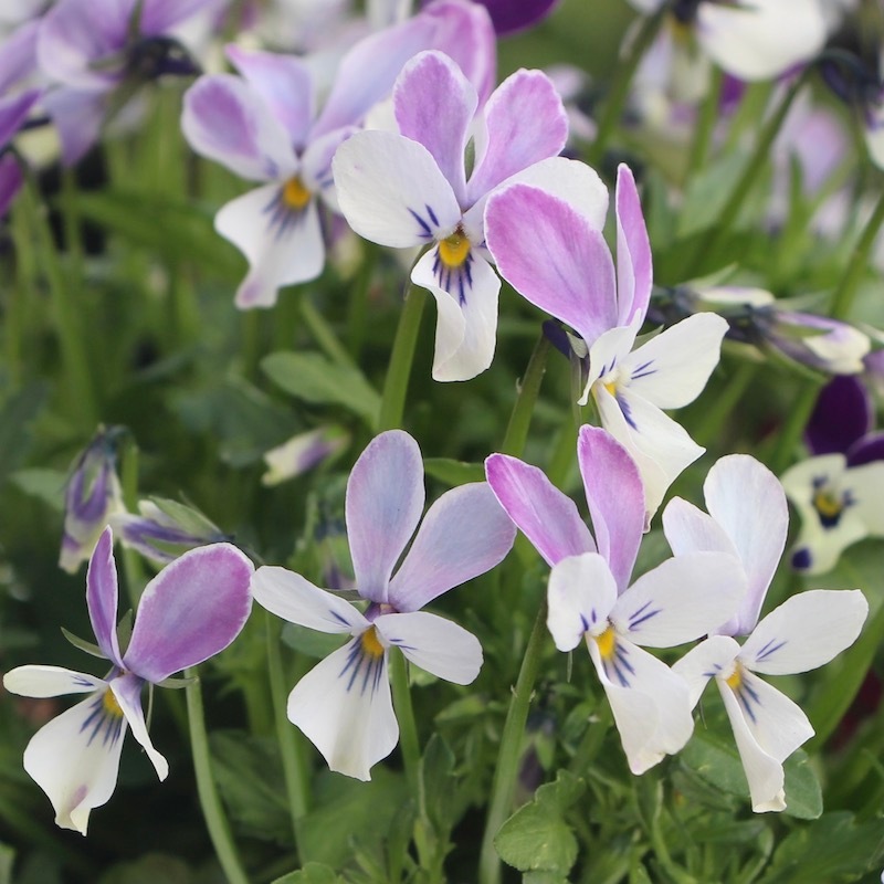 コウテイ 生写真 新作のご紹介です #kookyzoo #denim #pants 新しくなったkooky zooの