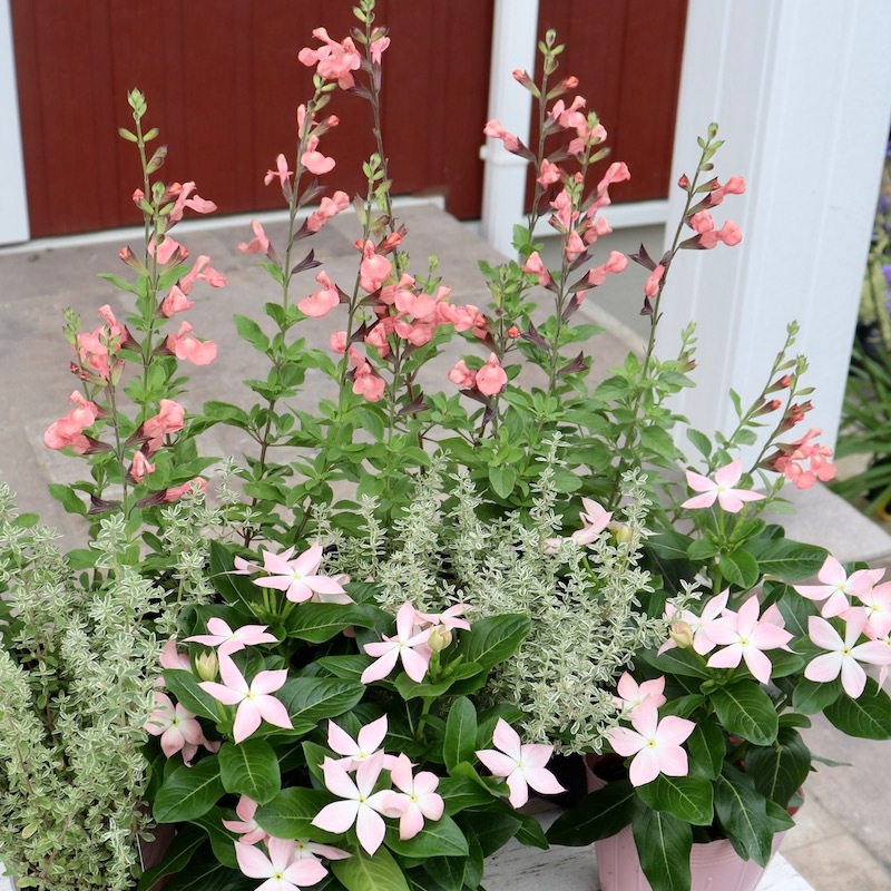 サトウ園芸さんの日々草(ビンカ)「初恋」(3.5号ポット)