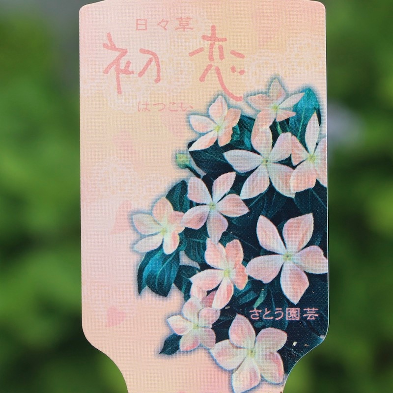 サトウ園芸さんの日々草(ビンカ)「初恋」(3.5号ポット)