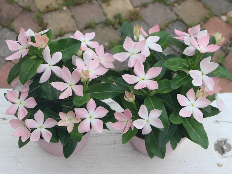 Sakuさま　Ｒ２７♥アール・ド・フルール♥人気品種♥花苗ポットごと発送♥ Sakuさま R27♥アール・ド・フルール♥人気品種♥花苗ポットごと