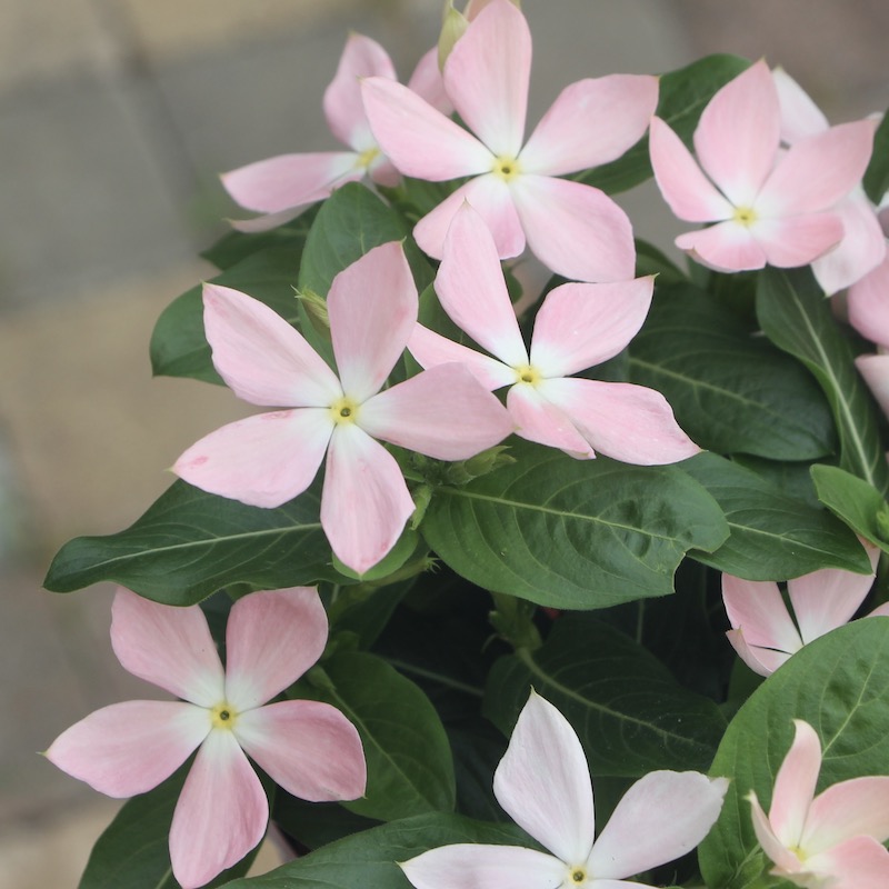 サトウ園芸さんの日々草(ビンカ)「初恋」(3.5号ポット)