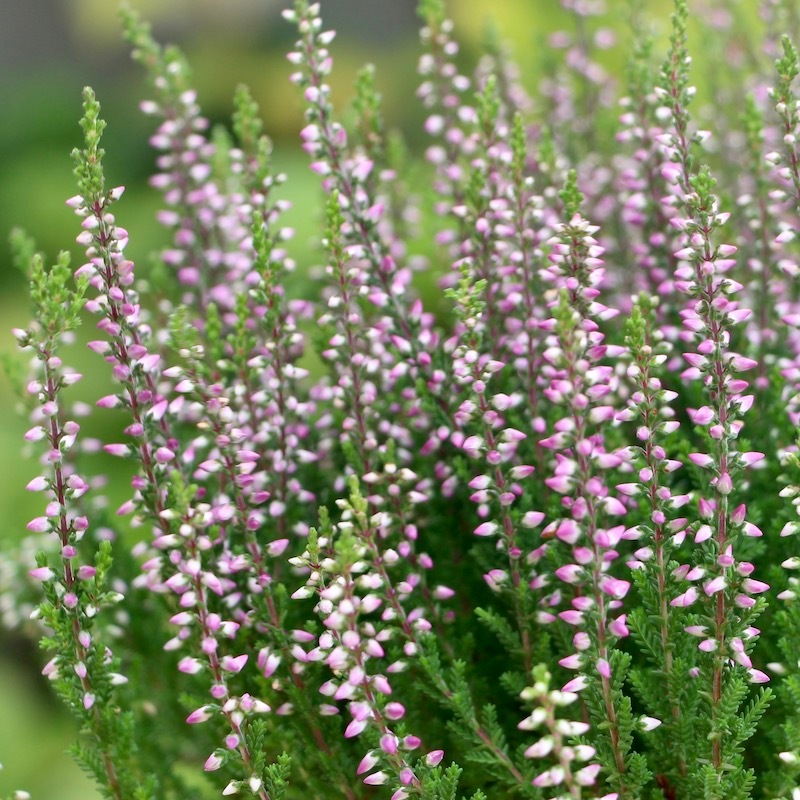 ボリューム満点株 カルーナ ガーデンガールズ 22 02