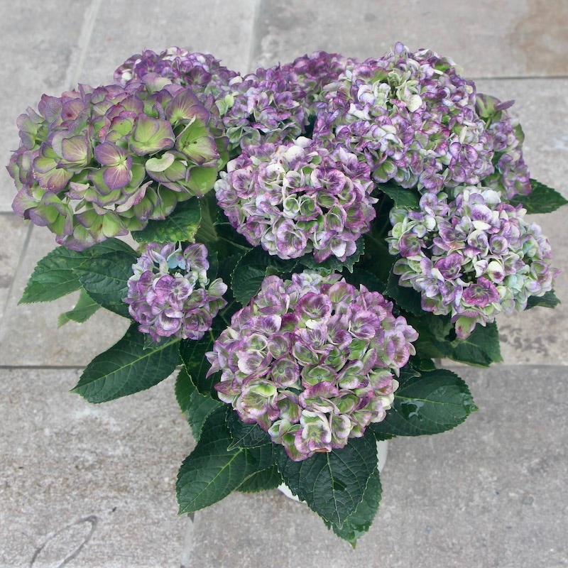 ☆ハイドランジア☆アジサイ☆マジカルレボリューション☆6号鉢☆選択可