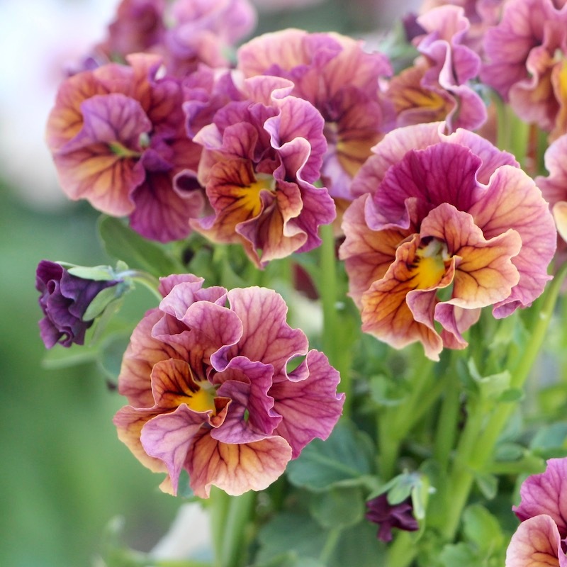 うえたビオラ「マーブル」＜22-09番＞(3.5号ポット)