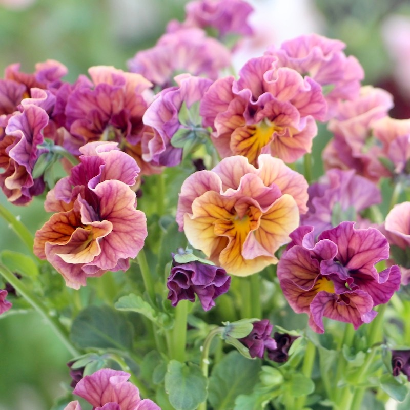 うえたビオラ「マーブル」＜22-09番＞(3.5号ポット)