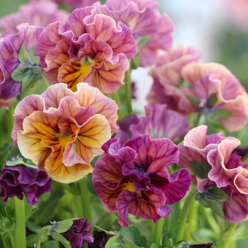 うえたビオラ「マーブル」＜22-09番＞(3.5号ポット)