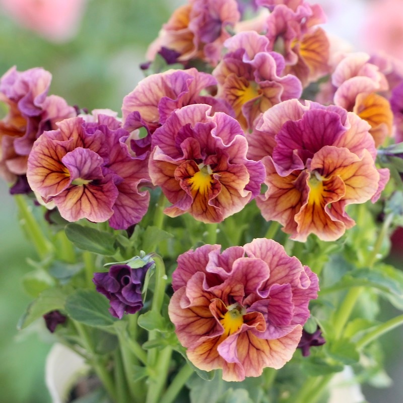 うえたビオラ「マーブル」＜22-09番＞(3.5号ポット)