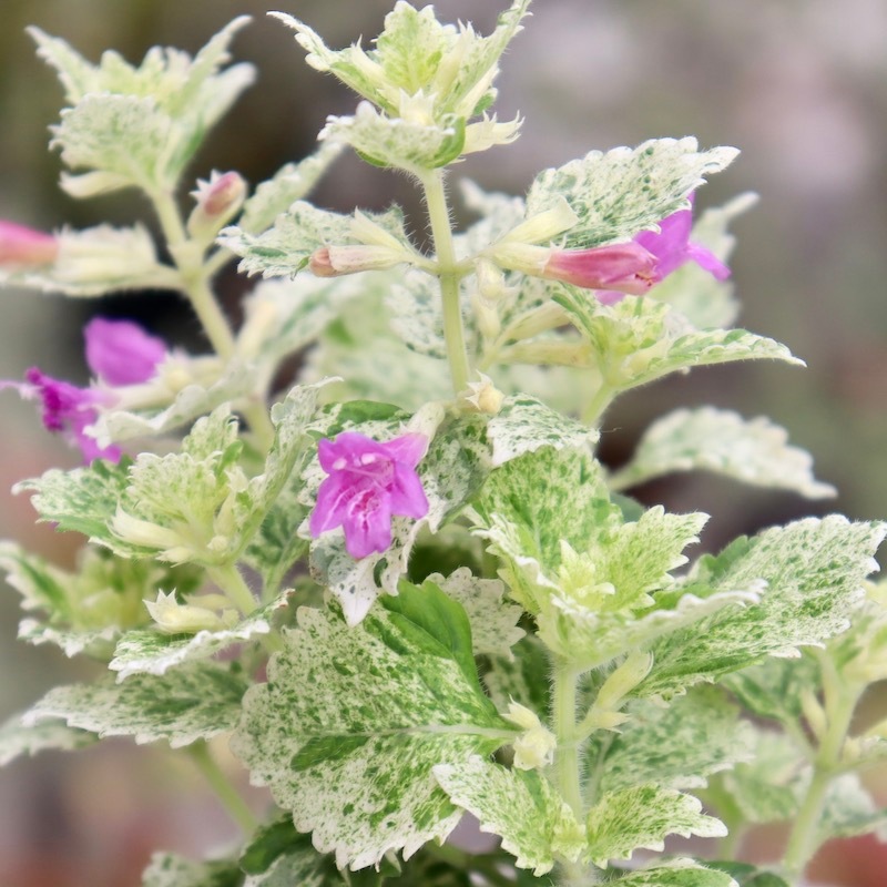 13_000000006091.jpg?1686381052