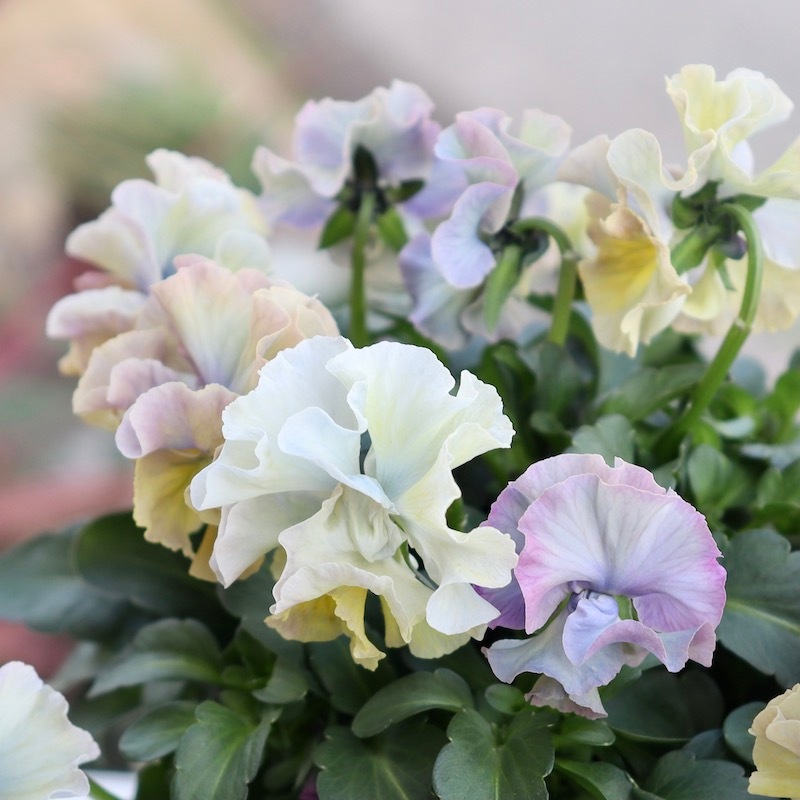 画像の現品1点限り!! 超良株☆桂楓園さんのパンジー「フェデネージュ