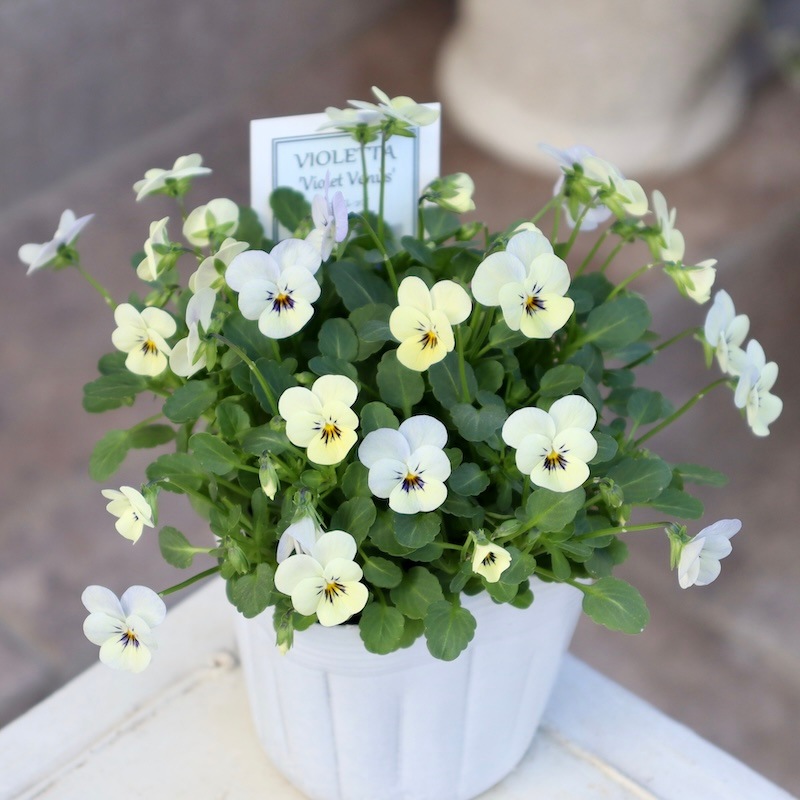 2024年NEW現品1点限り☆フラワーハーツさんの小輪ビオラ・ビオレッタ