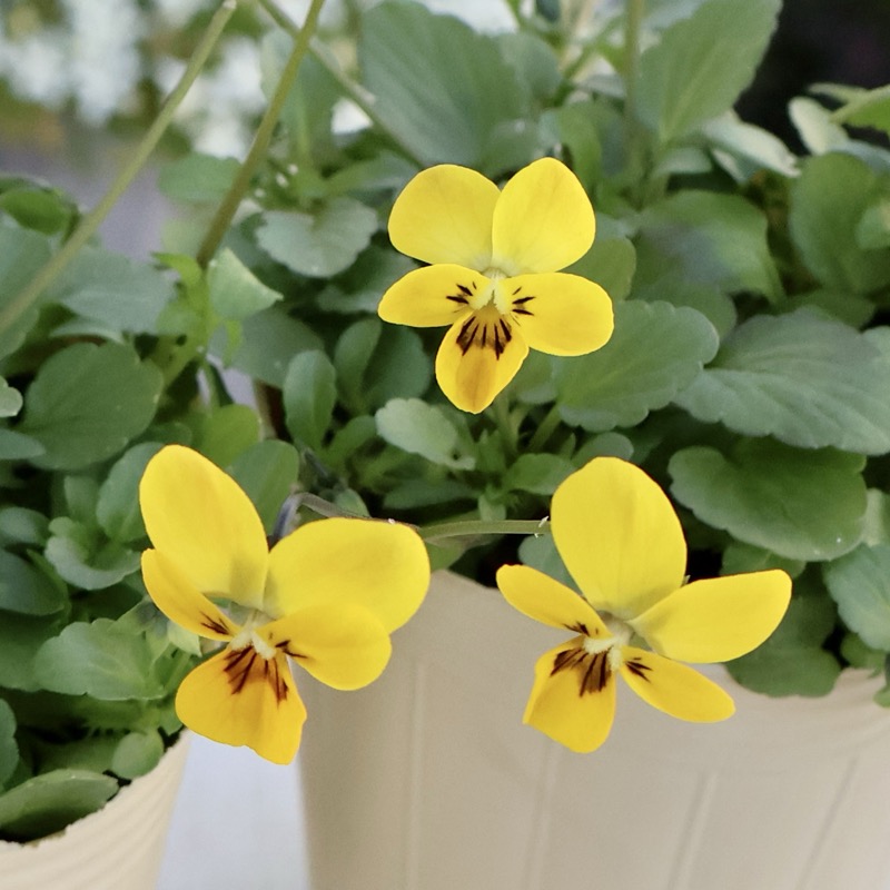 今期がラスト出荷》希少☆秋田さんの極小輪ビオラ「多摩の星空」<25-1>