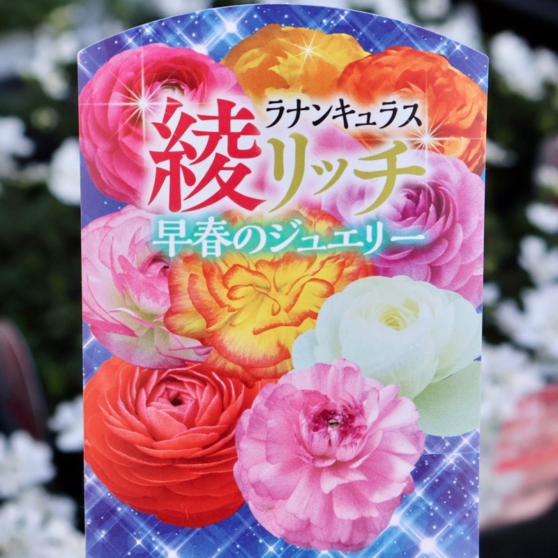 ラナンキュラス綾リッチ 2年物のボリューム満点株♪ラナンキュラス「綾リッチ」2番(3.5号ポット)