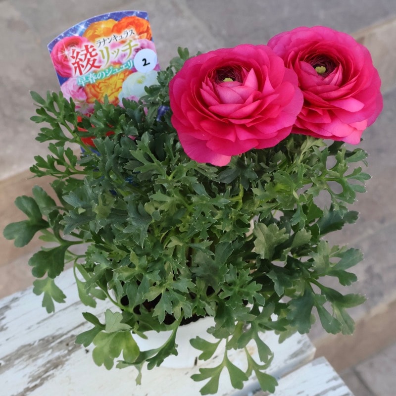 2年物のボリューム満点株♪ラナンキュラス「綾リッチ」2番(3.5号ポット)