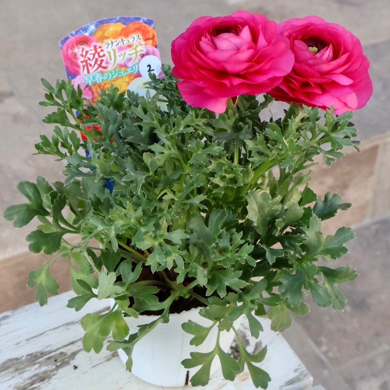 2年物のボリューム満点株♪ラナンキュラス「綾リッチ」2番(3.5号ポット)