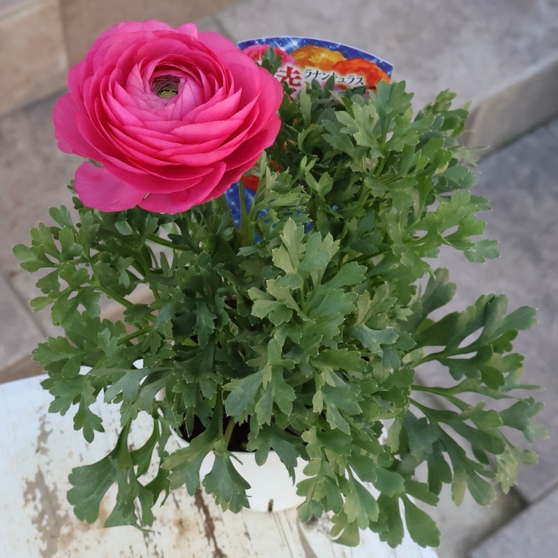 2年物のボリューム満点株♪ラナンキュラス「綾リッチ」2番(3.5号ポット)