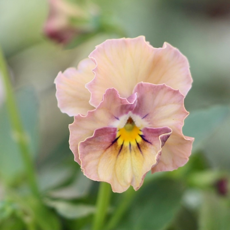 サトウ園芸さんのビオラ・ヌーヴェルヴァーグ「アンジュ」お色お任せ
