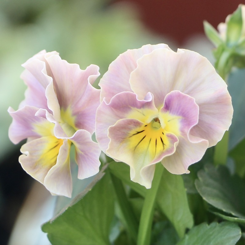 サトウ園芸さんのビオラ・ヌーヴェルヴァーグ「アンジュ」お色お任せ