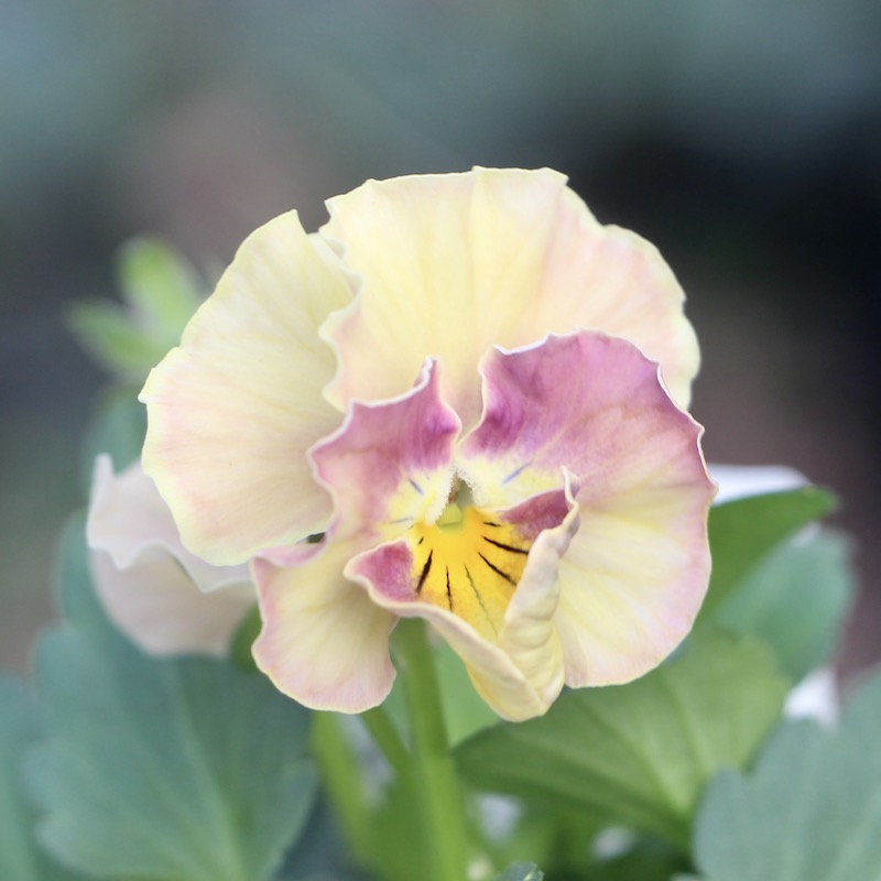 サトウ園芸さんのビオラ・ヌーヴェルヴァーグ「アンジュ」お色お任せ