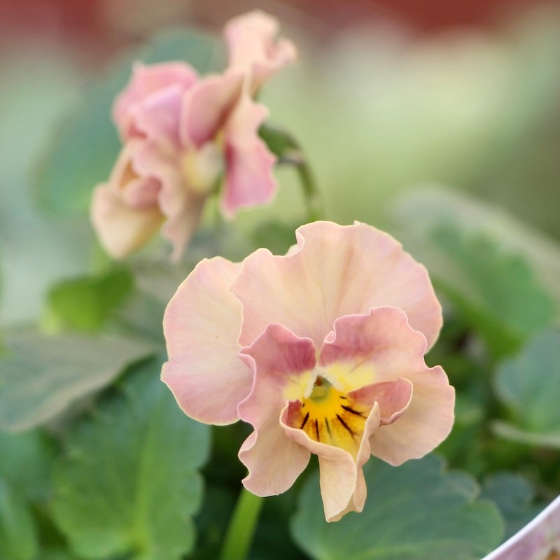 サトウ園芸さんのビオラ・ヌーヴェルヴァーグ「アンジュ」お色お任せ