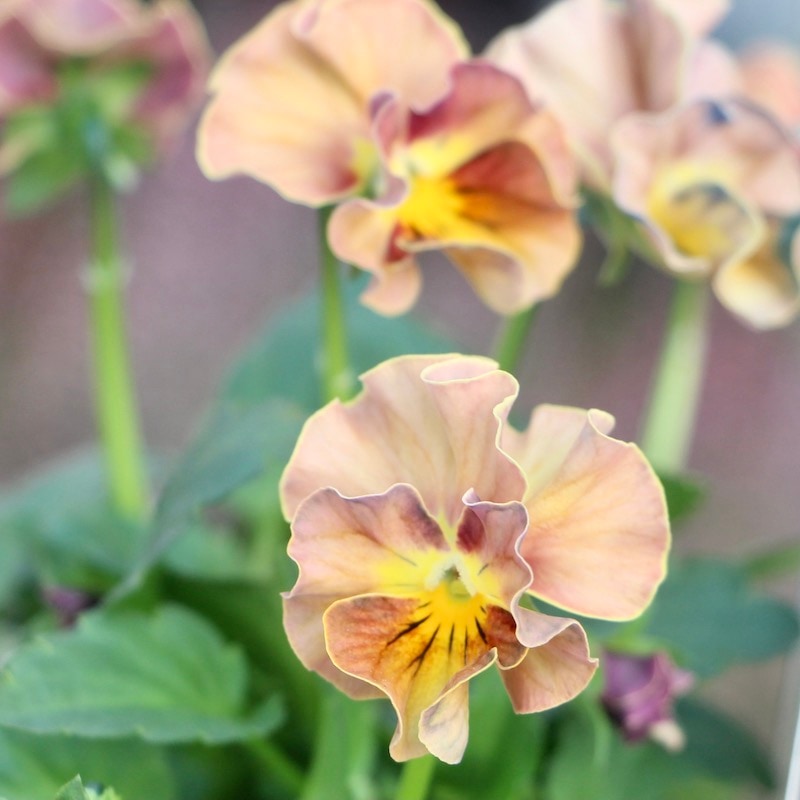 サトウ園芸さんのビオラ・ヌーヴェルヴァーグ「アンジュ」お色お任せ