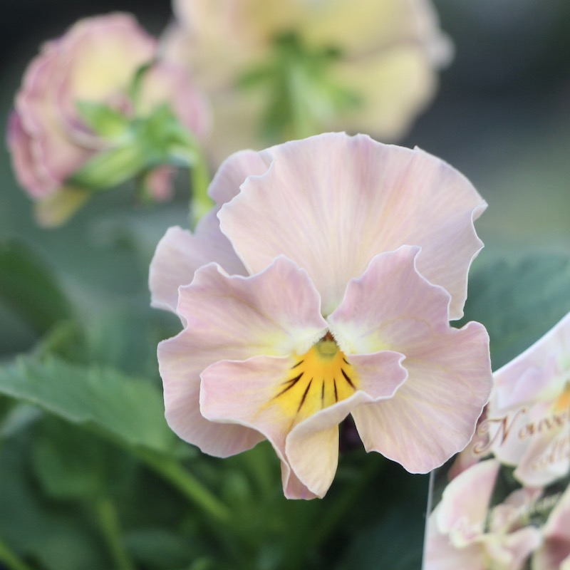 サトウ園芸さんのビオラ・ヌーヴェルヴァーグ「アンジュ」お色お任せ