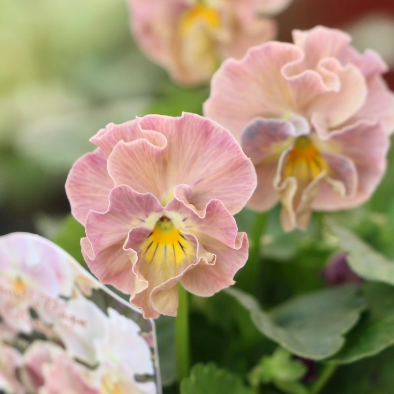 サトウ園芸さんのビオラ・ヌーヴェルヴァーグ「アンジュ」お色お任せ