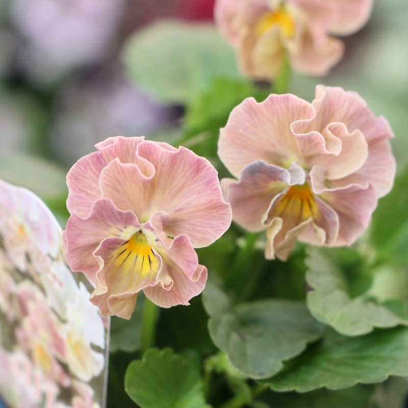 サトウ園芸さんのビオラ・ヌーヴェルヴァーグ「アンジュ」お色お任せ