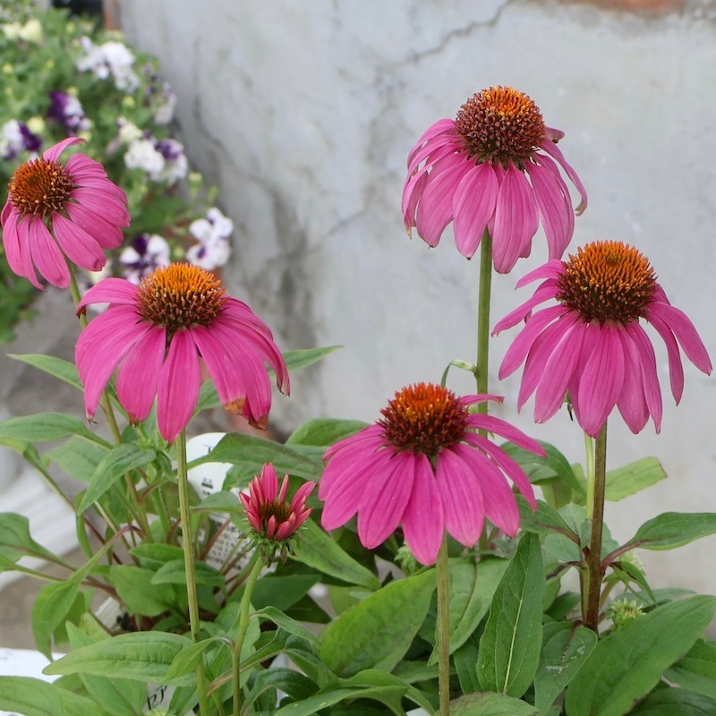 秋まで咲き続ける多年草】エキナセア「ワイルドベリー」(3号ロングポット)