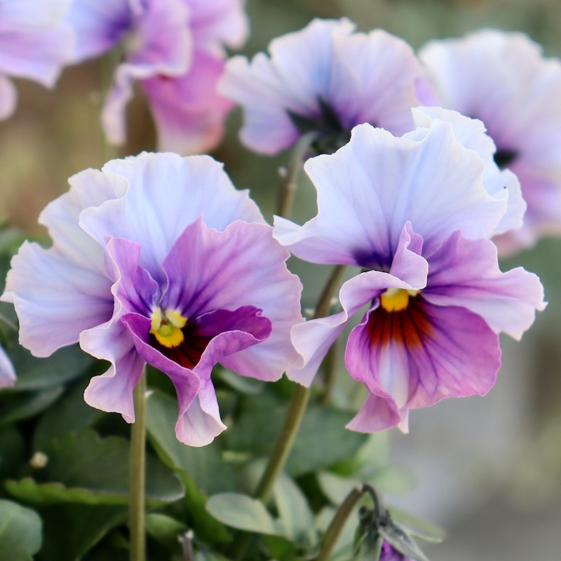 画像の現品1点限り!! 超良株☆桂楓園さんのパンジー「フェデネージュ