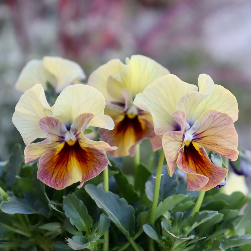 画像の現品1点限り!! 超良株☆桂楓園さんのクリオネパンジー「マジック