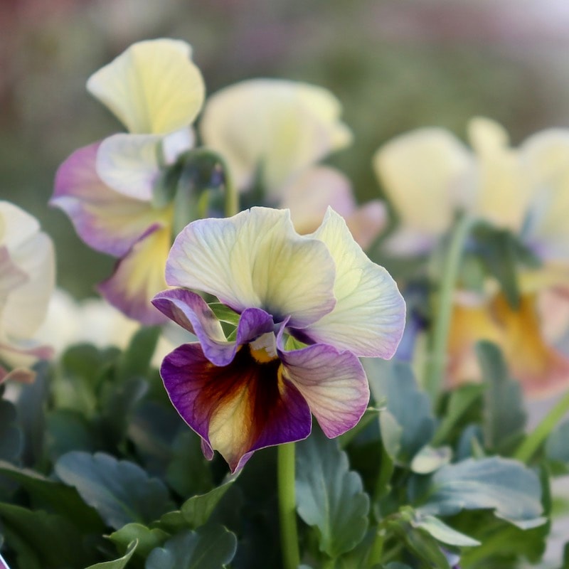 画像の現品1点限り!! 超良株☆桂楓園さんのクリオネパンジー「マジック