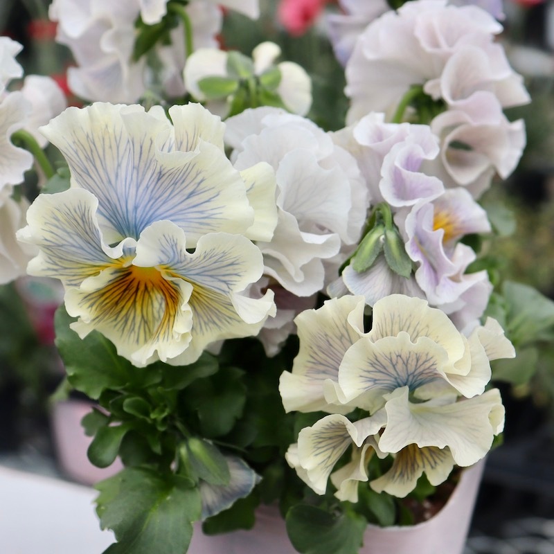 画像の現品1点限り☆Rガーデンさんのアンティークフリルパンジー