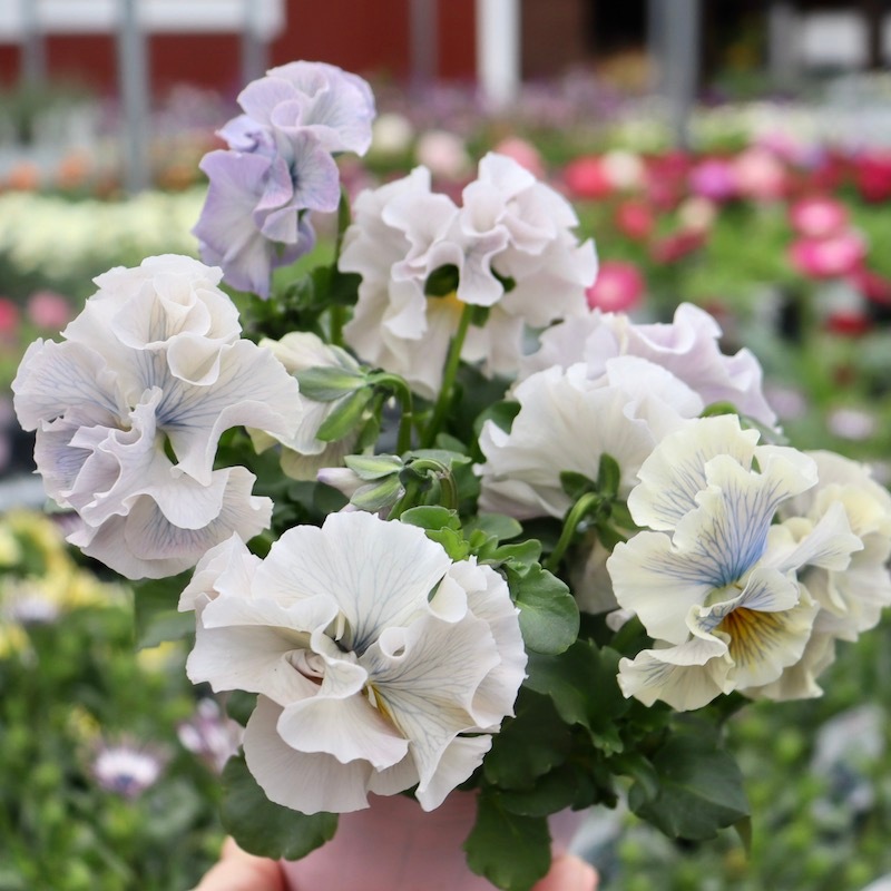 画像の現品1点限り☆Rガーデンさんのアンティークフリルパンジー