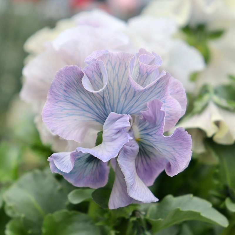 画像の現品1点限り☆Rガーデンさんのアンティークフリルパンジー