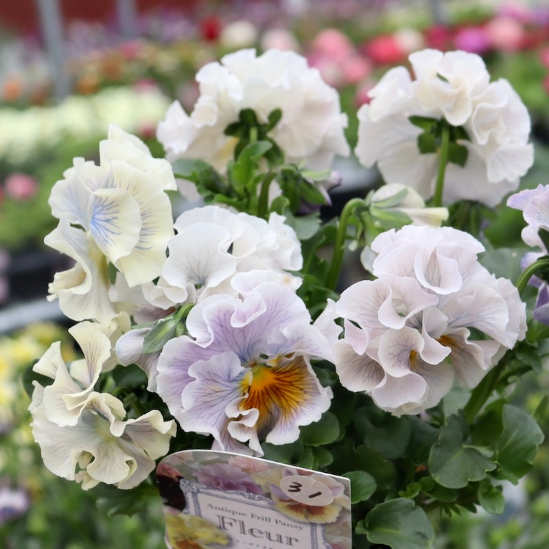 画像の現品1点限り☆Rガーデンさんのアンティークフリルパンジー