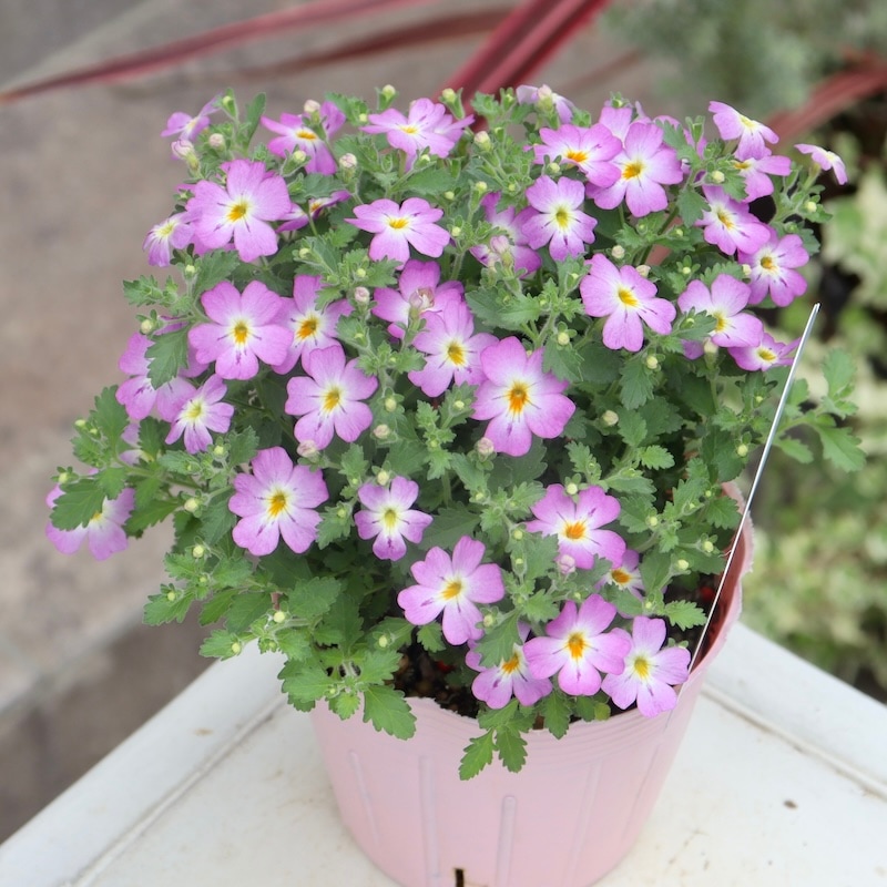 PWブランド☆ジャメスブリテニア・サファリ「モーブスカイ」(3号ポット)