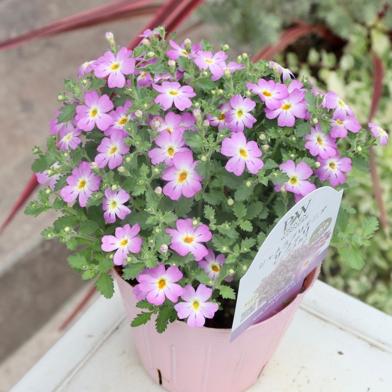 PWブランド☆ジャメスブリテニア・サファリ「モーブスカイ」(3号ポット)