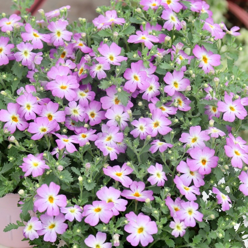 サンプル品❁フリフリスカッツ イエローフラワー×ボア 100size サンプル品❁フリフリスカッツ イエローフラワー×ボア 100size