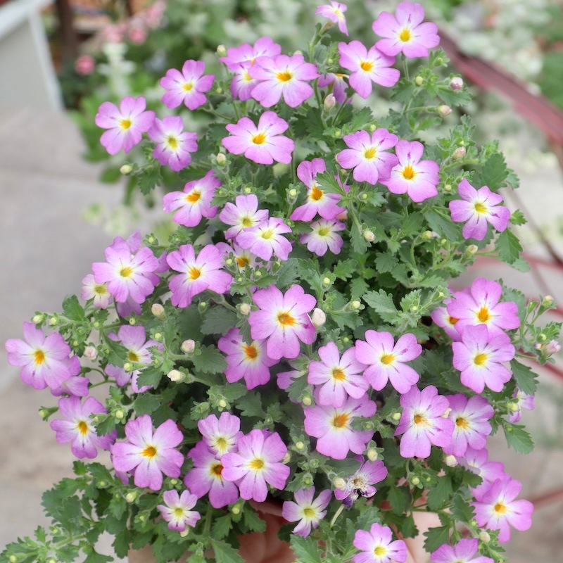 PWブランド☆ジャメスブリテニア・サファリ「モーブスカイ」(3号ポット)