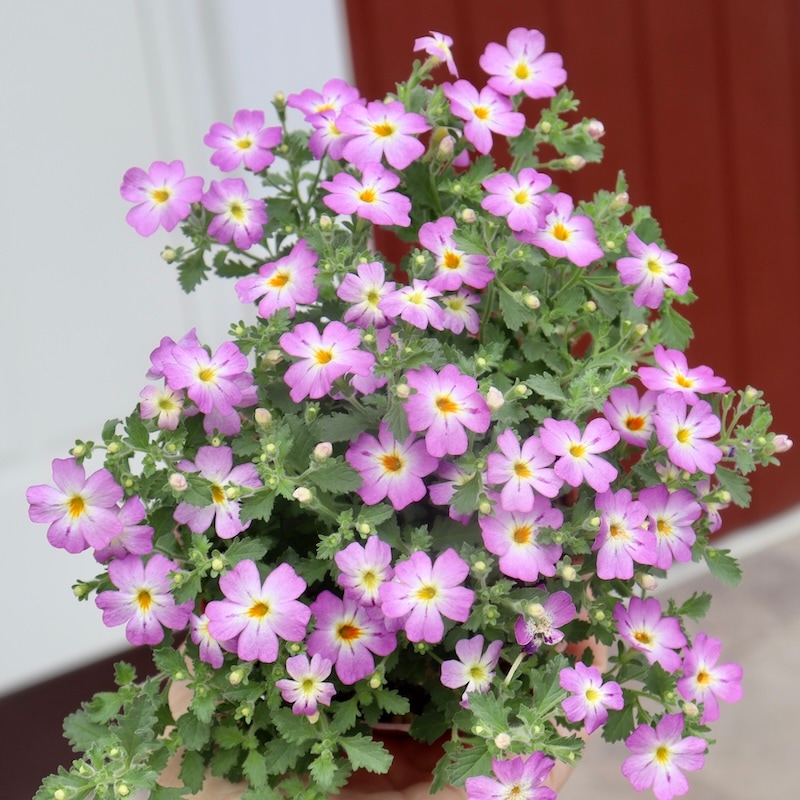 PWブランド☆ジャメスブリテニア・サファリ「モーブスカイ」(3号ポット)